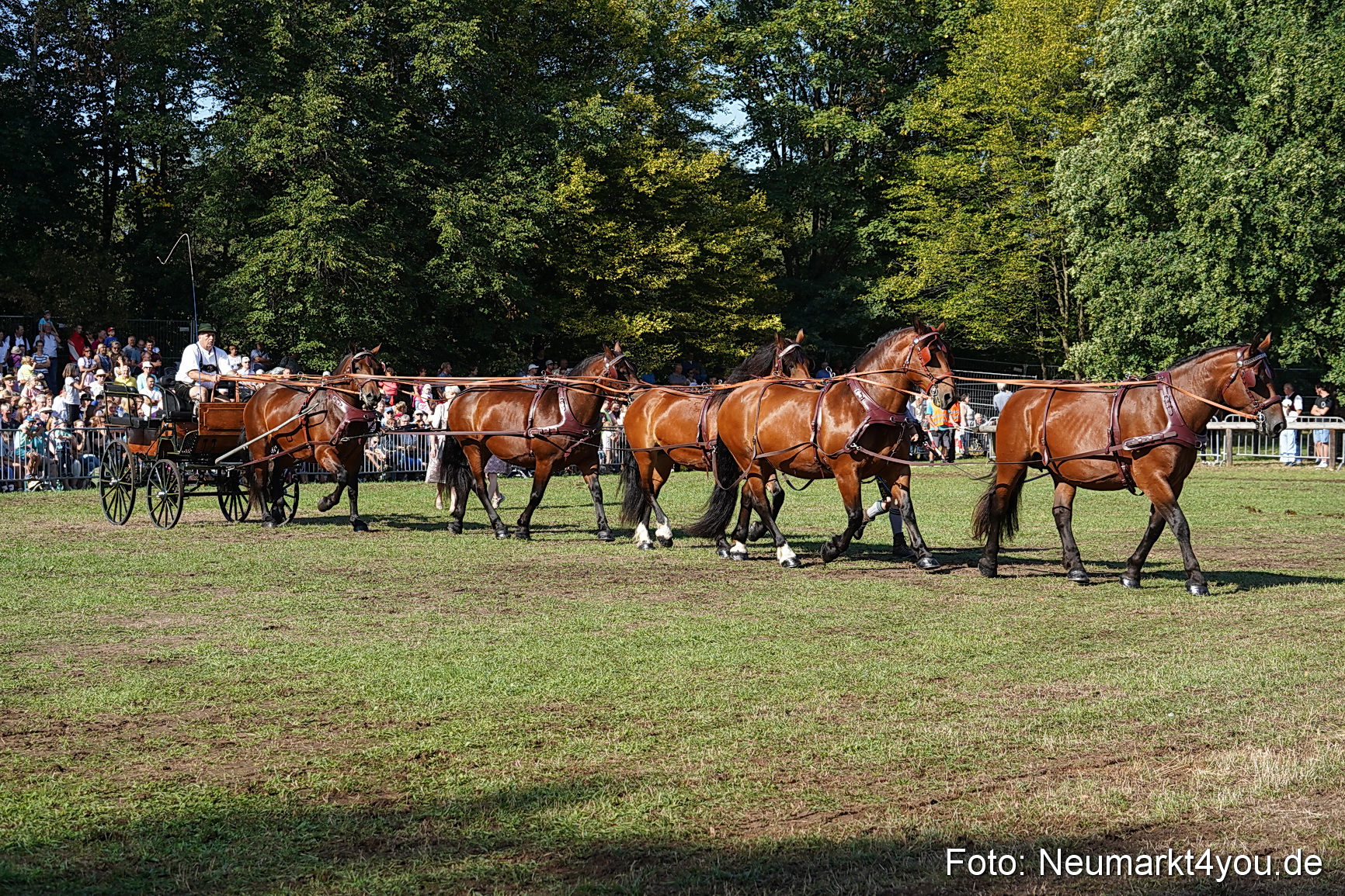 Pferde und Fohlenschau 2022 0072 